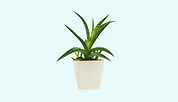 Home Accessories